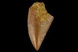Serrated, Raptor Tooth - Real Dinosaur Tooth #133408-1